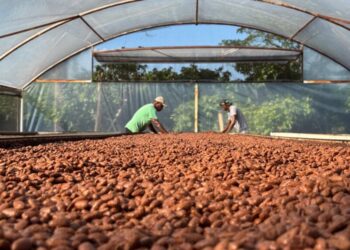 Linhares celebra o Dia Internacional do Chocolate com protagonismo na produção de cacau e chocolates premiados