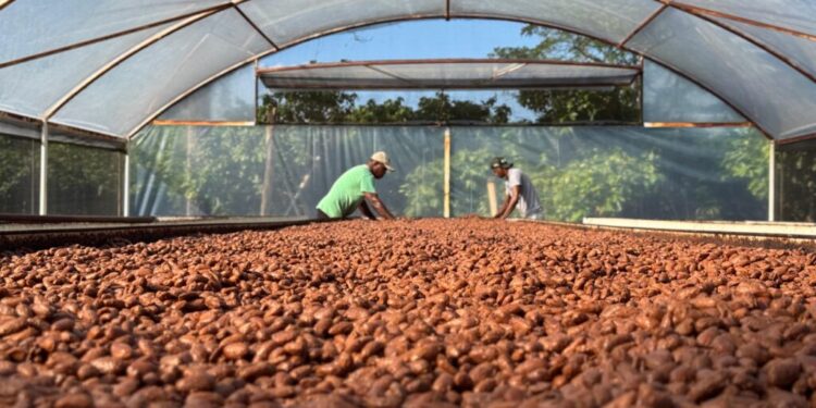 Linhares celebra o Dia Internacional do Chocolate com protagonismo na produção de cacau e chocolates premiados