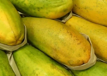 Frio reduz oferta e preço do mamão sobe 14% no Norte do Espírito Santo