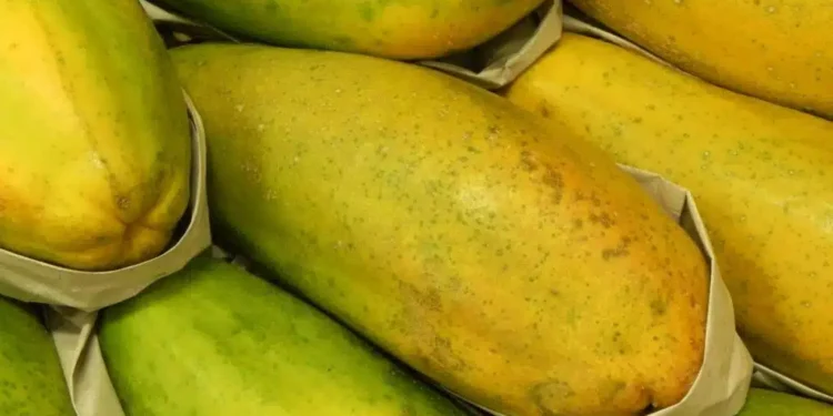 Frio reduz oferta e preço do mamão sobe 14% no Norte do Espírito Santo