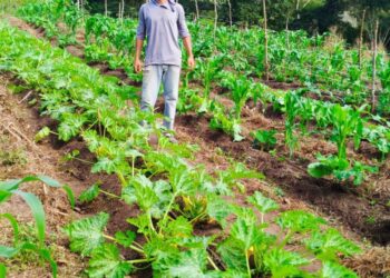 Herança Verde: novas gerações e os caminhos da sustentabilidade na cafeicultura