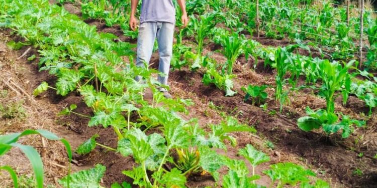 Herança Verde: novas gerações e os caminhos da sustentabilidade na cafeicultura