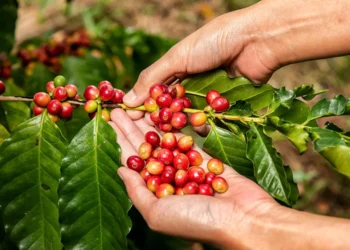 Chuvas em junho acendem alerta para safra de café arábica
