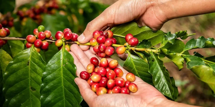 Chuvas em junho acendem alerta para safra de café arábica