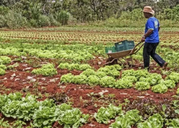 Funsaf-Rio Doce prorroga inscrições para projetos da agricultura familiar, pesca e aquicultura